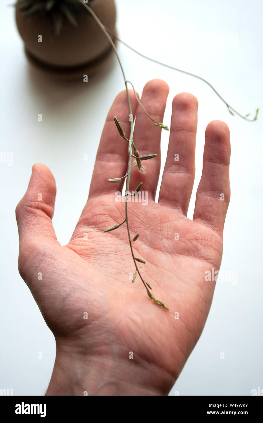 "Haworthia" di piante succulente sparare con tubolare di piccoli fiori di colore bianco al di sopra di mano d'uomo palm Foto Stock