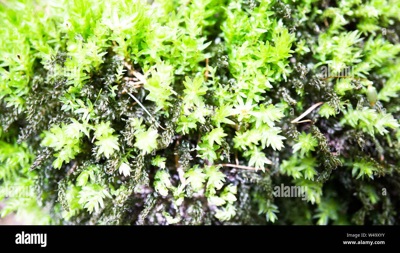 Verde muschio closeup Foto Stock