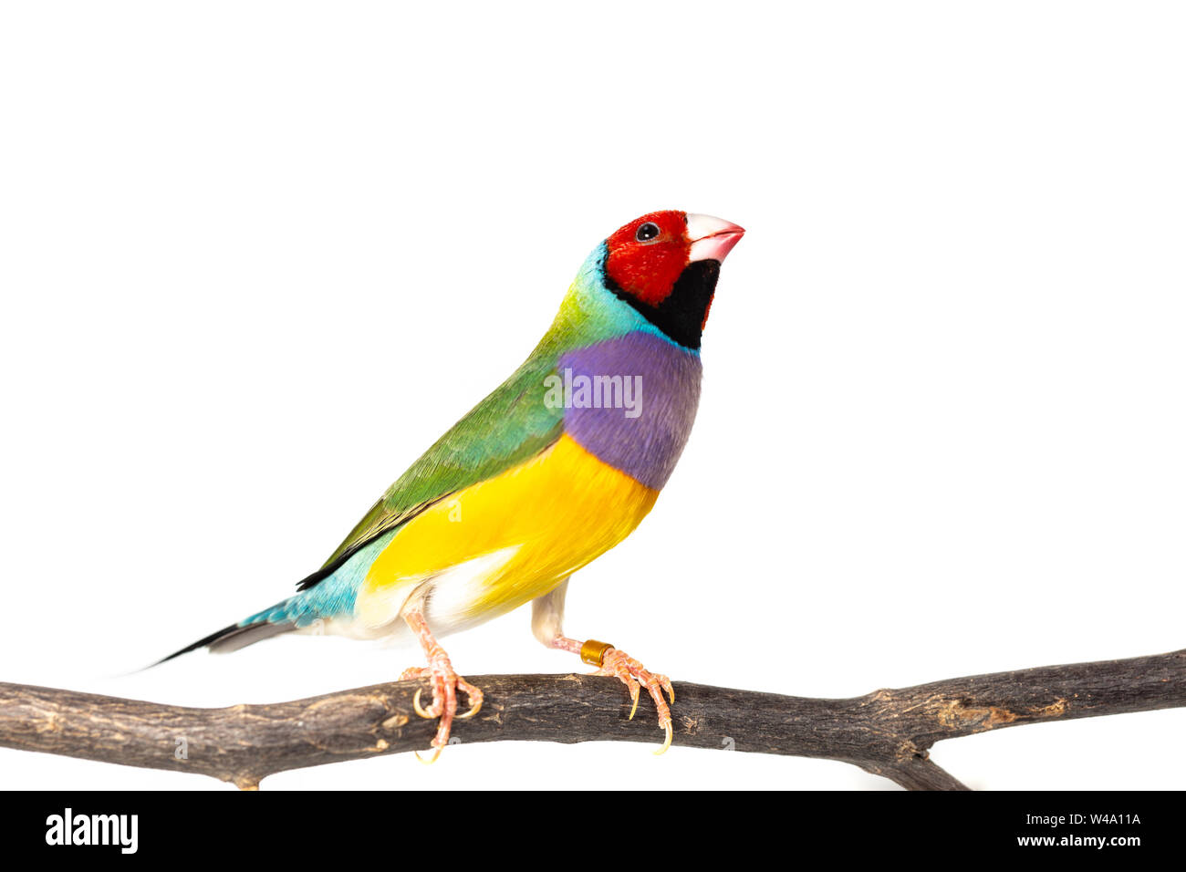 Colorato Gouldian finch Bird (Erythrura gouldiae) su sfondo bianco Foto Stock