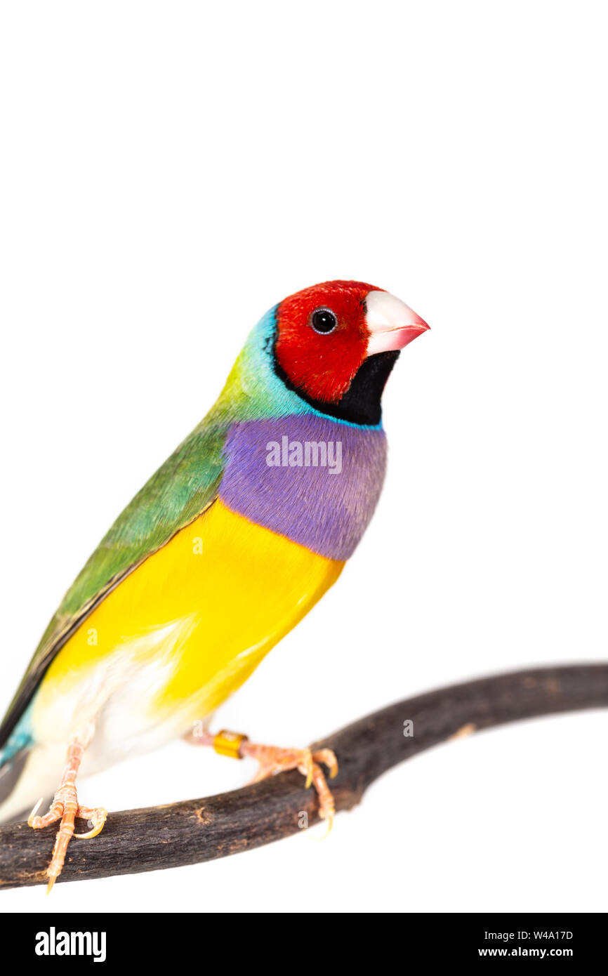 Colorato Gouldian finch Bird (Erythrura gouldiae) su sfondo bianco Foto Stock