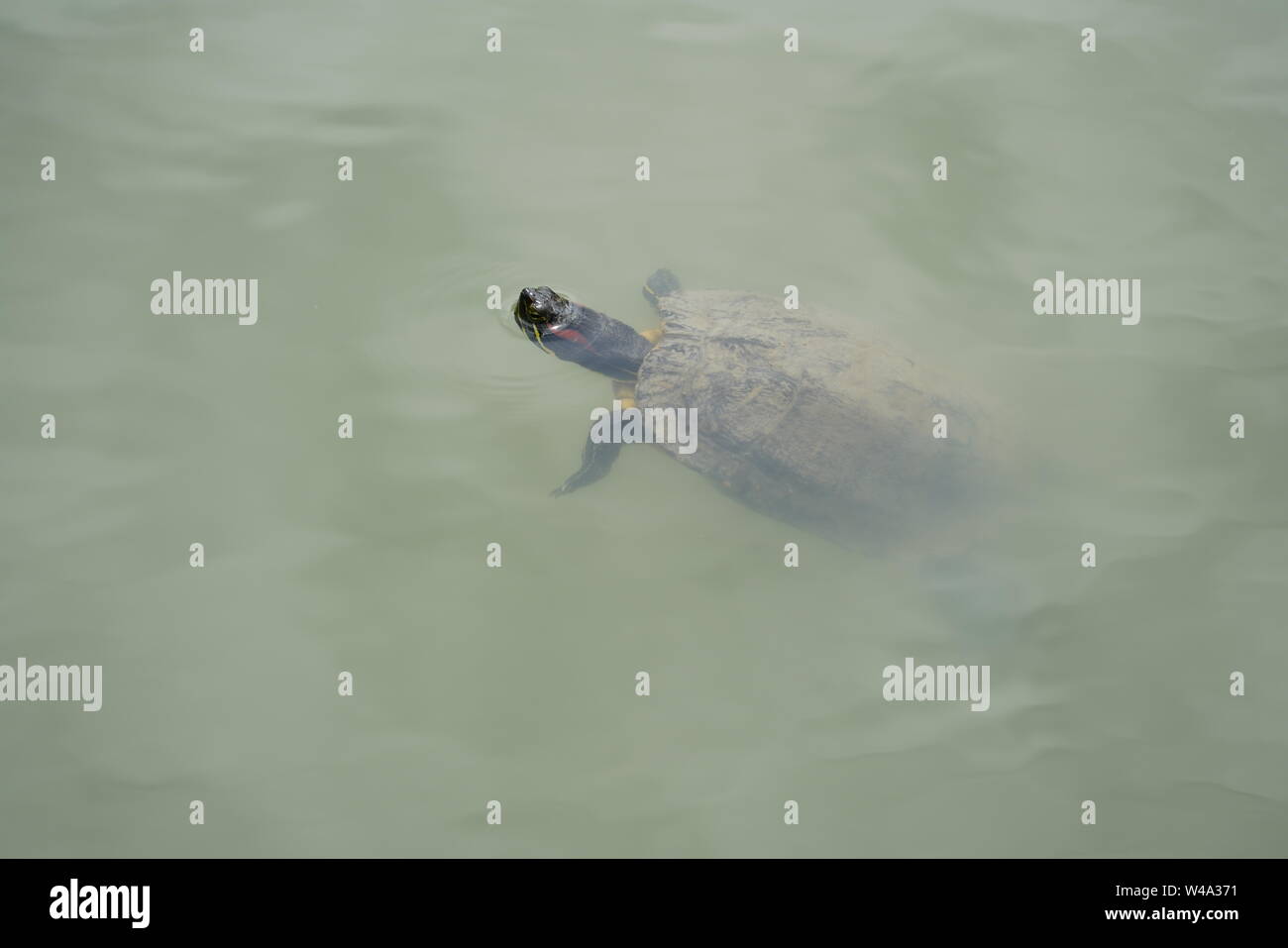 Terrapin prendendo il suo naso fuori dall'acqua Foto Stock