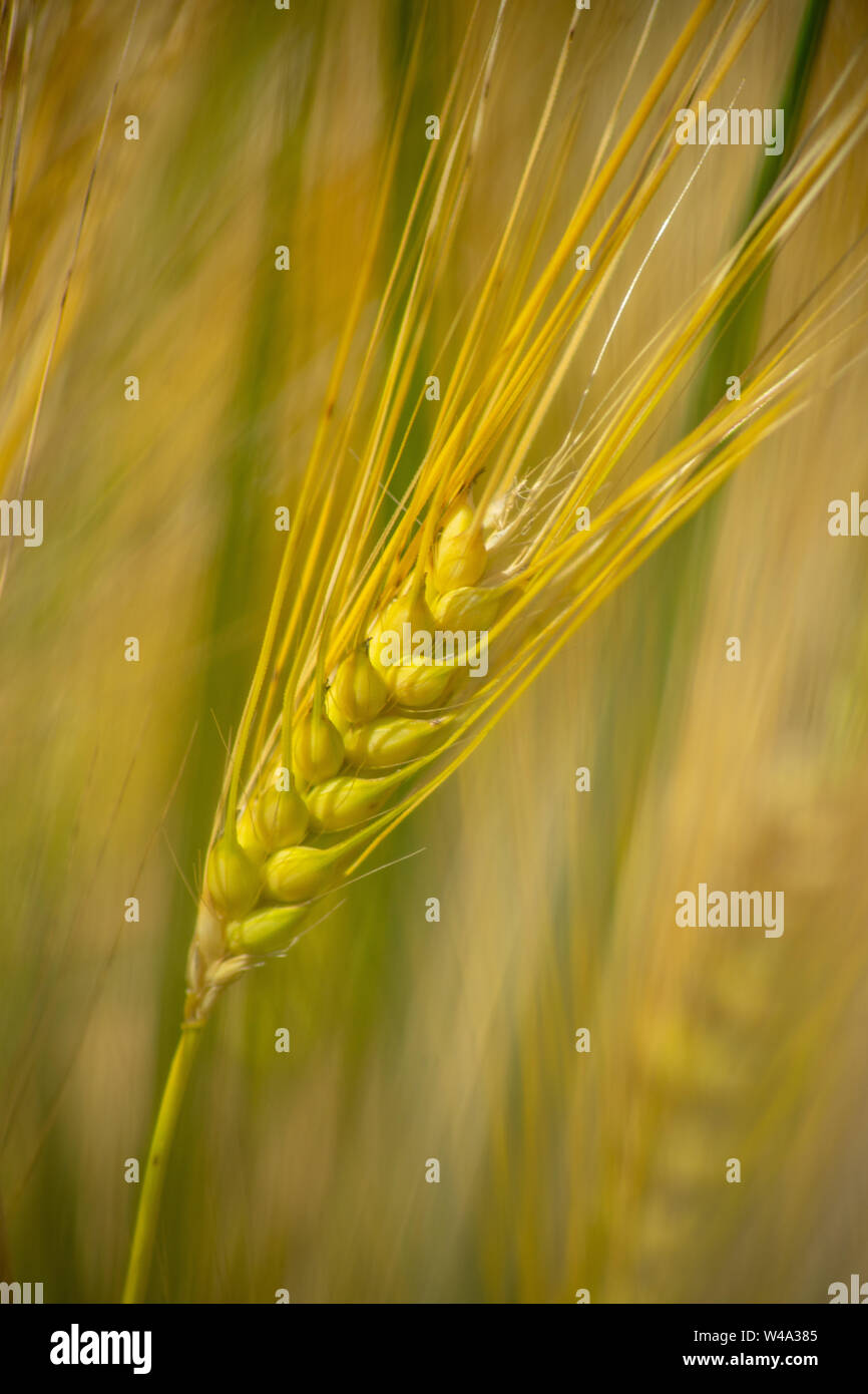Reifer, Weizen, Ähre, gelb, stehend Foto Stock
