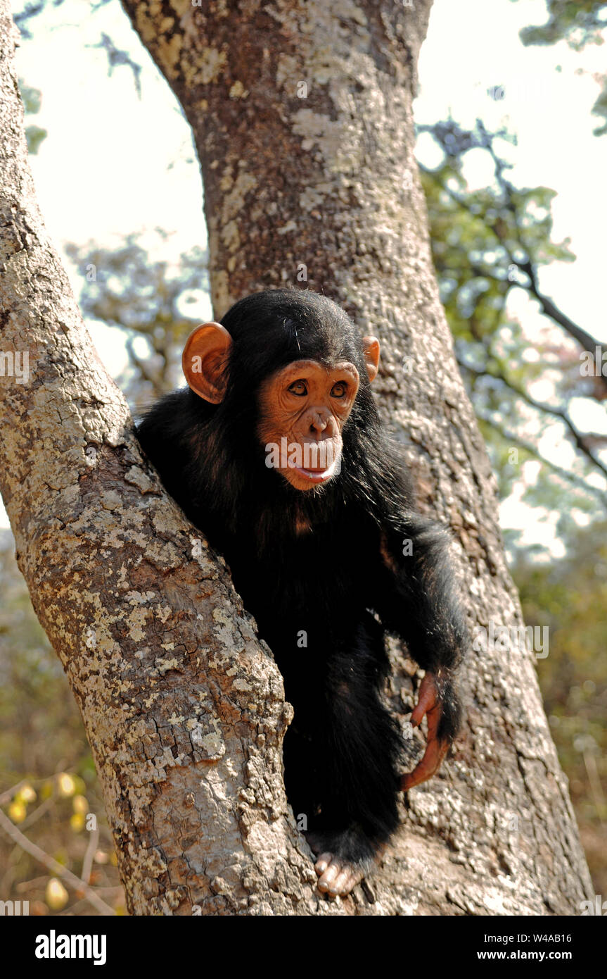 Scimpanzé, Pan troglodytes, Chimfunshi, Zambia Foto Stock