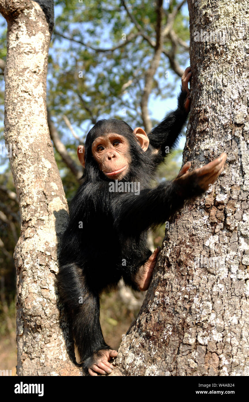 Scimpanzé, Pan troglodytes, Chimfunshi, Zambia Foto Stock