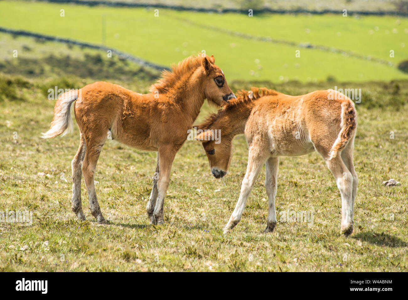 Pony e pony giovani puledri nel Parco Nazionale di Dartmoor, Devon, West Country, Inghilterra, Regno Unito. Foto Stock