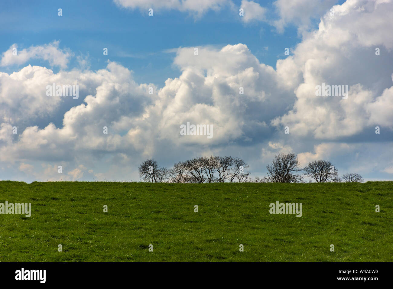 Paesaggio con albero sagome sullo sfondo e un campo in primo piano. Carta da parati. Ampia vista dal modo di Cashel, Irlanda. Paesaggio irlandese Foto Stock