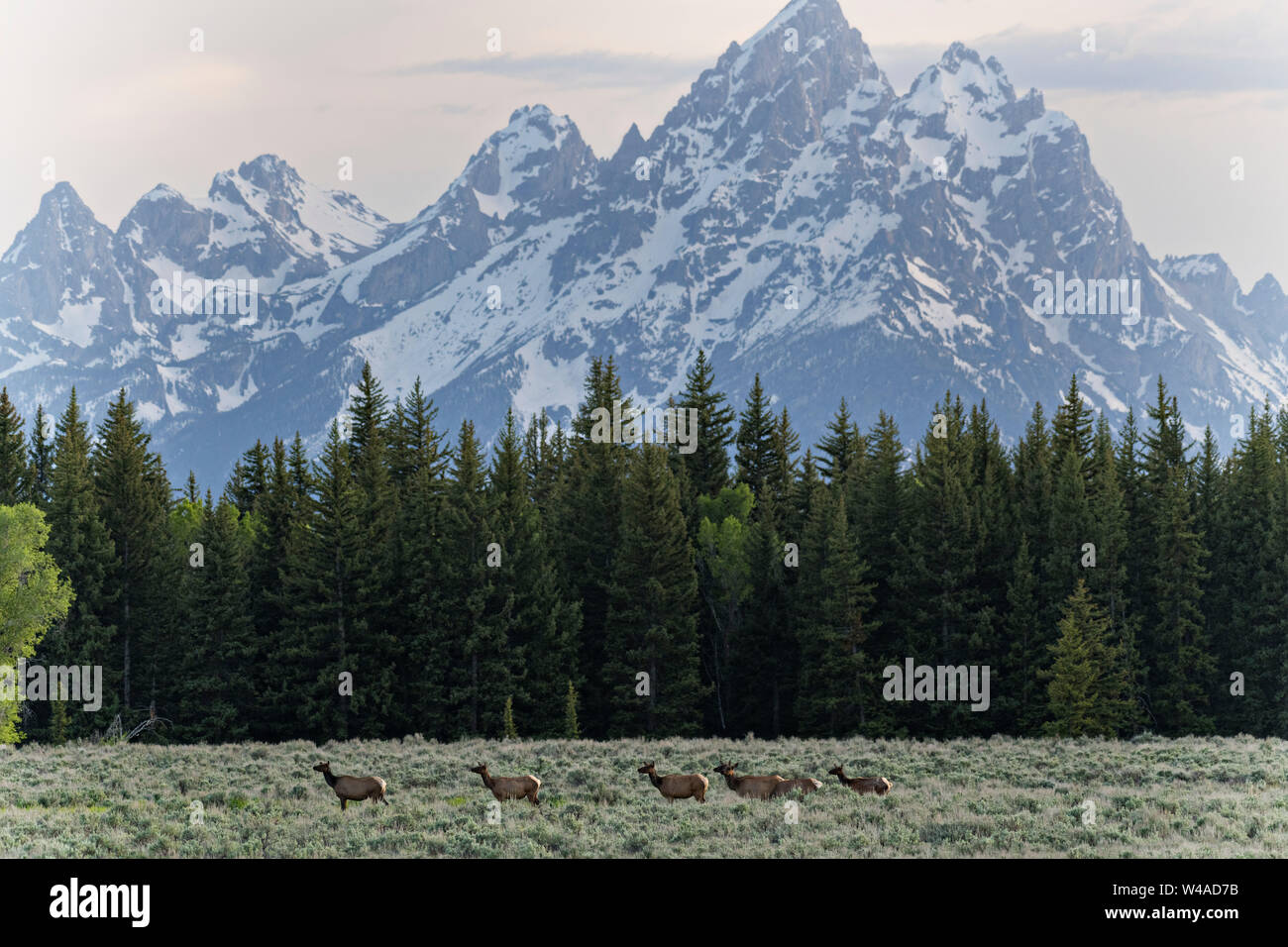 Una mandria di alci migrano attraverso Elk appartamenti con il Monte Moran e il Grand Teton Mountains al tramonto del Grand Teton National Park in Moran, Wyoming. Foto Stock
