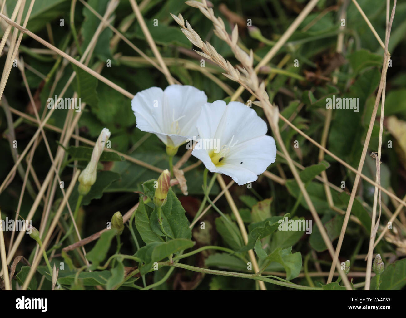 Close up Convolvulus arvense o campo centinodia fiore che sboccia sul prato Foto Stock