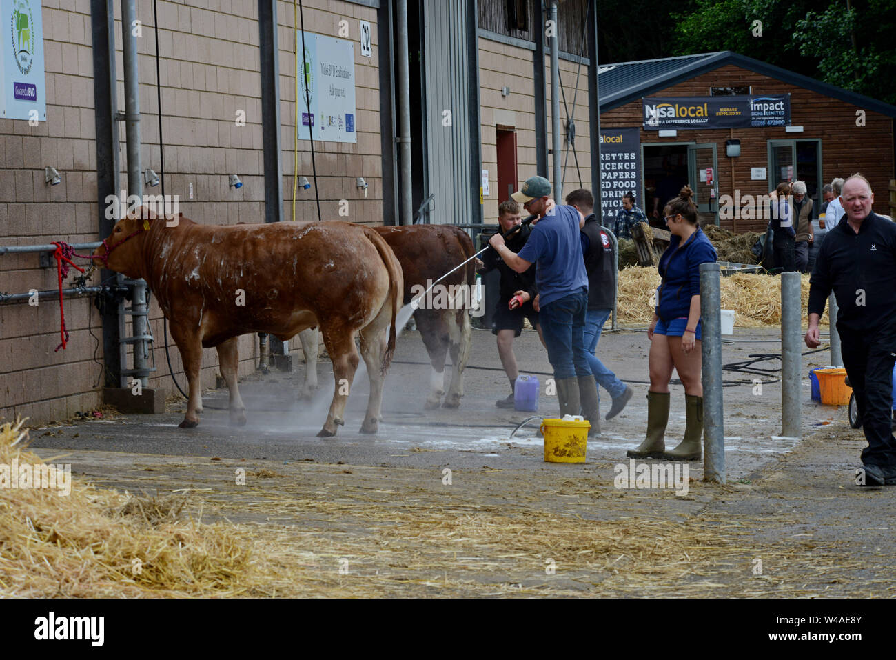Builth Wells, Wales, Regno Unito. Il 21 luglio 2019. Agricoltori a prepararsi per il loro bestiame per l'anello mostra al centesimo Royal Welsh Show, che inizia domani. La manifestazione è la più grande mostra dell'agricoltura nel Regno Unito e che attira circa 200.000 persone con più di 4 giorni. G.P. Essex/Alamy Live News Foto Stock