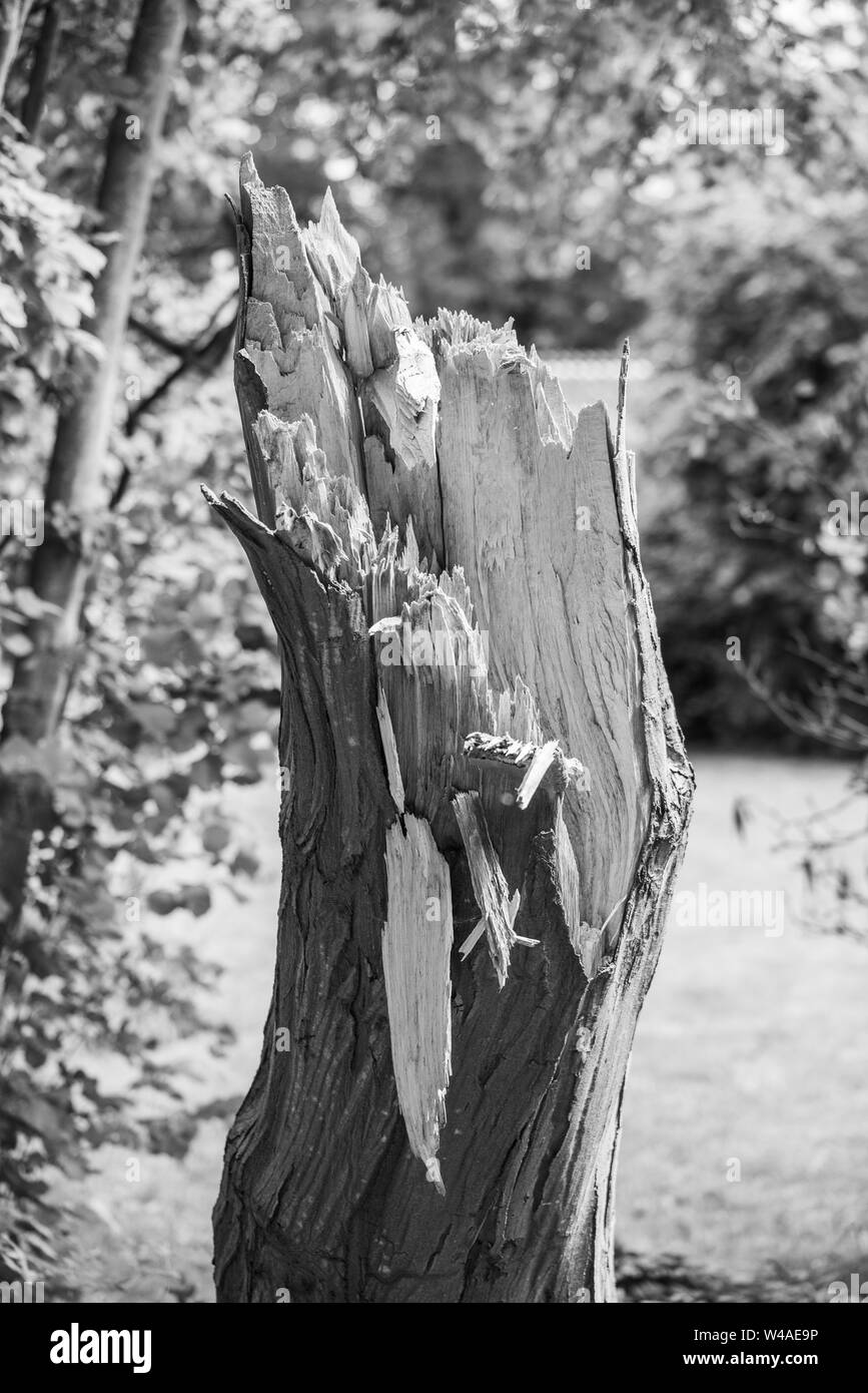 Un vecchio albero che è stata danneggiata da una tempesta Foto Stock