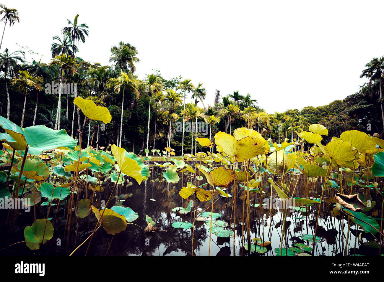 Sir Seewoosagur Ramgoolam Botanical Garden sulla paradisiaca isola di Mauritius. Tonica immagine. Foto Stock