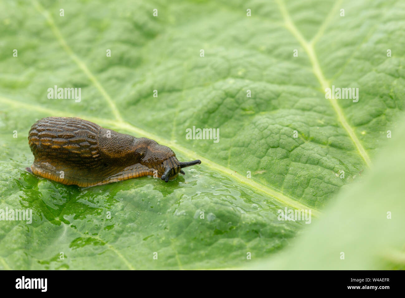 Dusky slug (Arion subfuscus) seduto su una grande textured foglia verde con bokeh di fondo anteriore Foto Stock