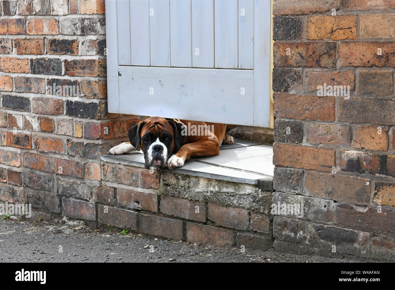 Cane Boxer il peering sotto garden gate UK Gran Bretagna Foto Stock