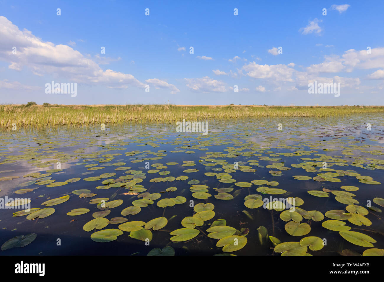 Paesaggio nel Delta del Danubio, Romania Foto Stock