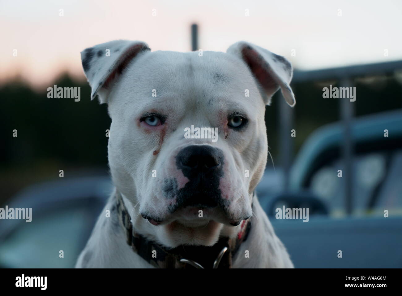 White pit bull cane con occhi blu fissando fotocamera nella parte anteriore di uno sfondo bokeh di fondo Foto Stock