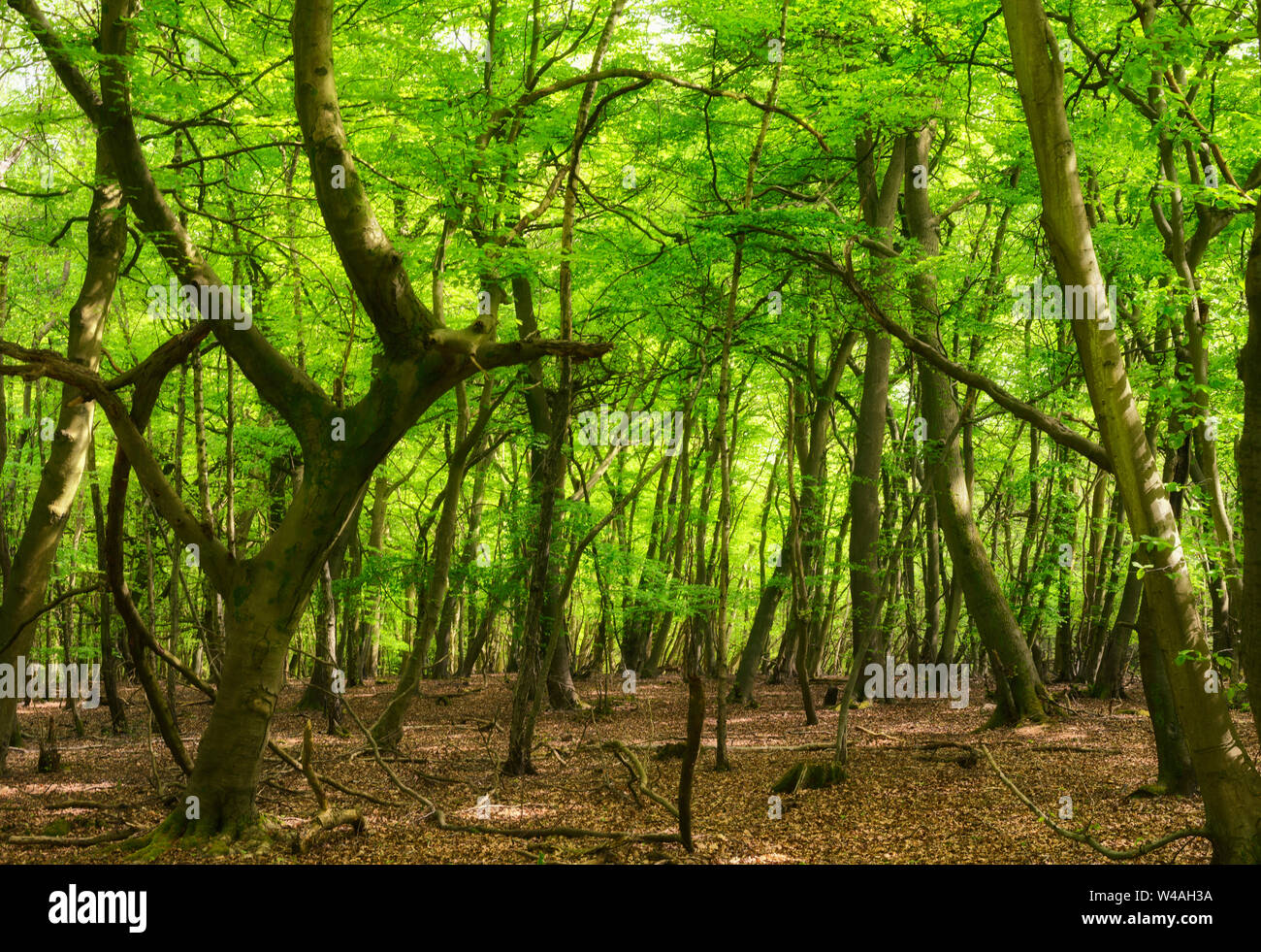 Viste di bosco in collina Lynden Maidenhead Foto Stock