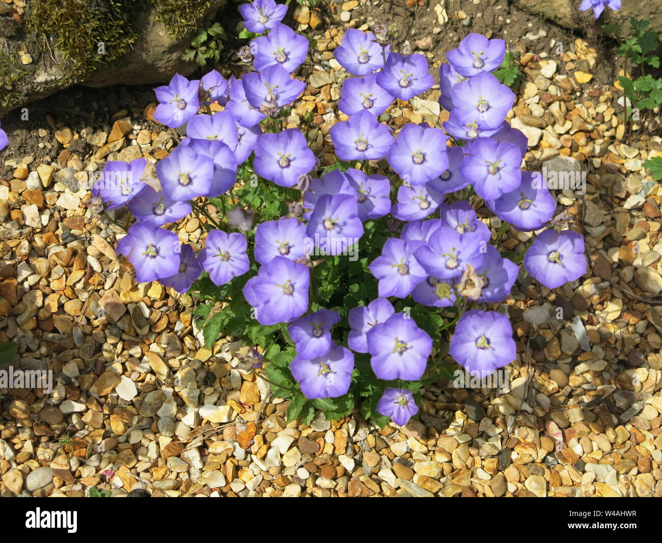 Campanula 'Samantha' è un compact rockery pianta con colore bluastro - viola fiori a forma di campanella. Foto Stock