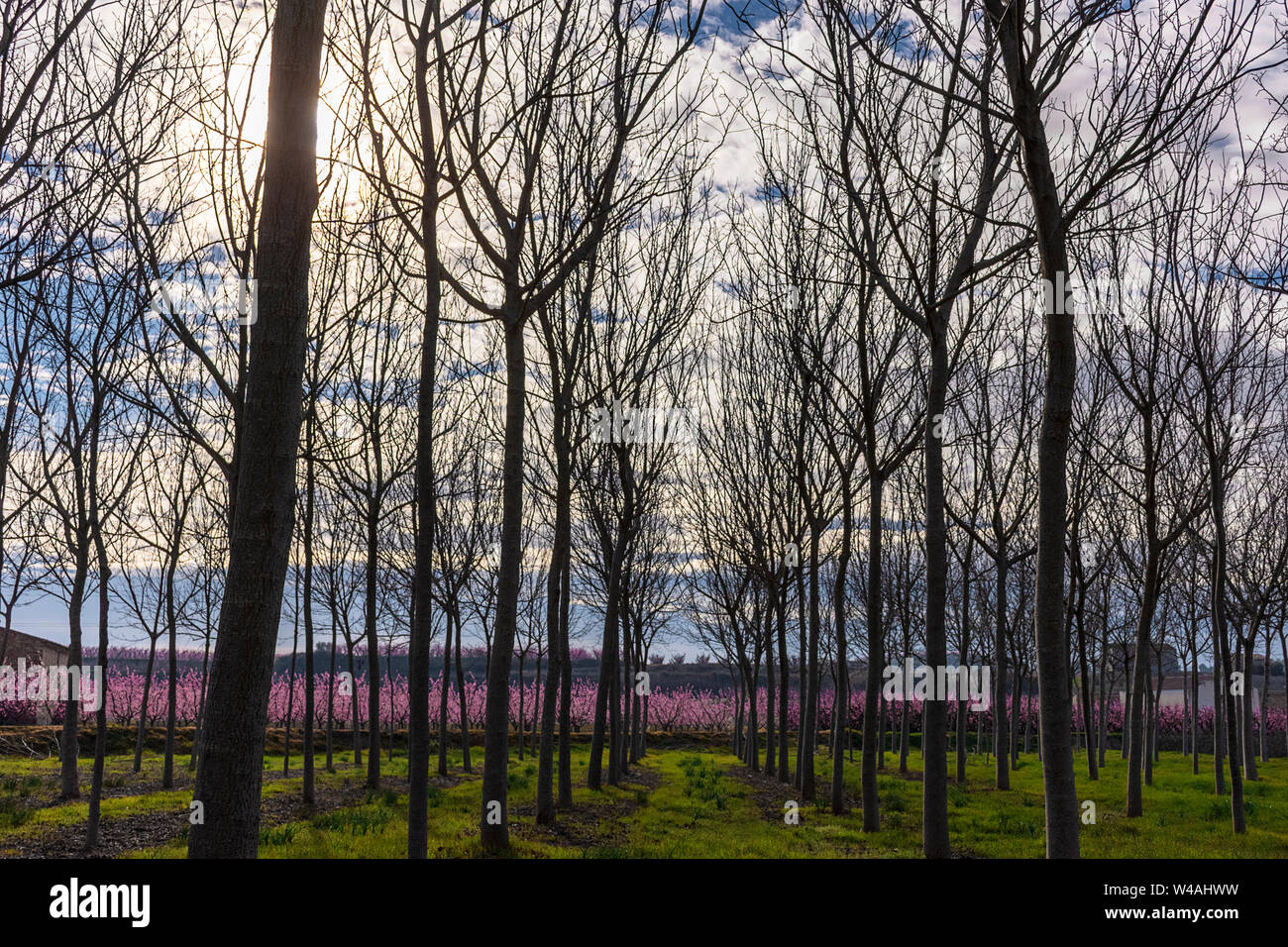 Campo con filari di alberi di noce in primavera a sunrise. Manto erboso del pavimento. Un campo con albero di pesco in fiore a sfondo. Fiori di colore rosa. Foto Stock