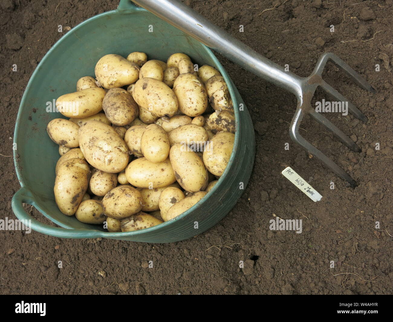 La forcella di giardinaggio è stato appena utilizzato per la mietitura del trug pieno di patate Wilja da un metro quadrato appezzamento di giardino sul retro; Luglio 2019 Foto Stock