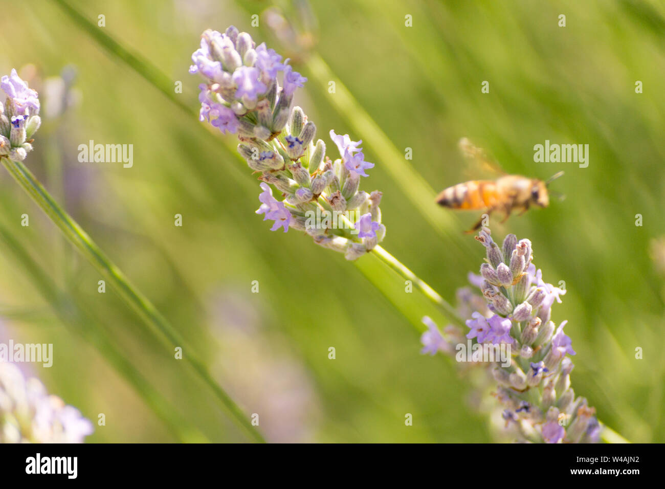 Le api e i fiori di lavanda in colline Bolognesi in Italia Foto Stock