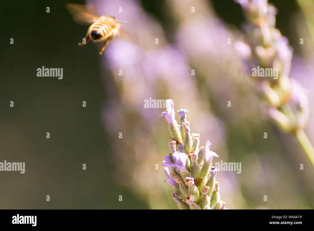Le api e i fiori di lavanda in colline Bolognesi in Italia Foto Stock