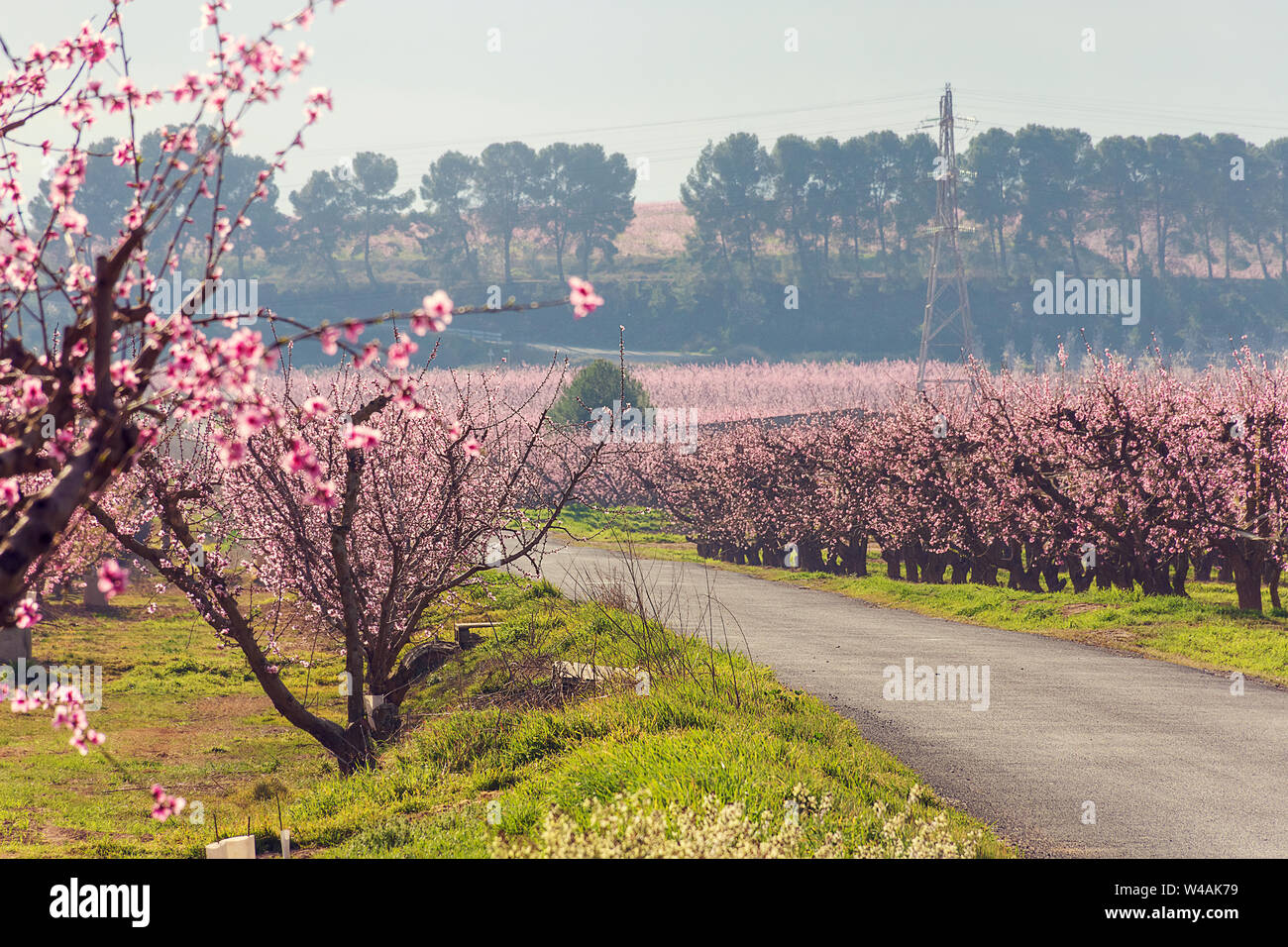 Strada con un trattore e alberi di pesco in fiore su entrambi i lati. Vecchi pini sullo sfondo. Varietà: Dolce Sogno pesca gialla. Aitona. Agricoltura Foto Stock