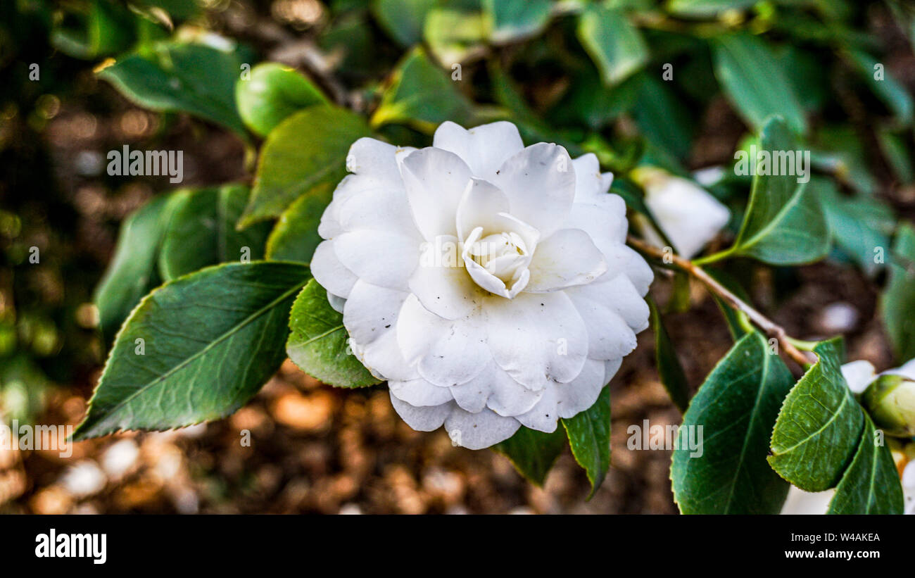 Camellia japonica Alba Plena closeup 2 Foto Stock