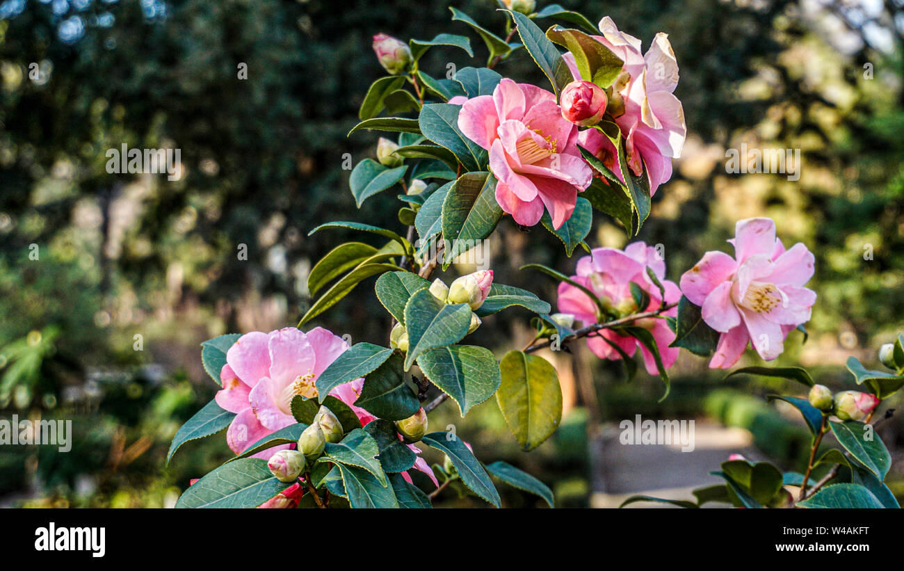 Camelia sasanqua rami 1 Foto Stock