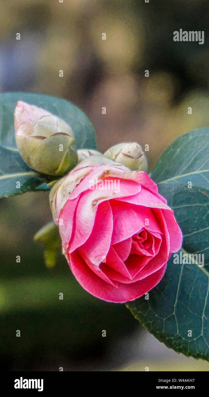 Camelia sasanqua bud closeup 2 Foto Stock