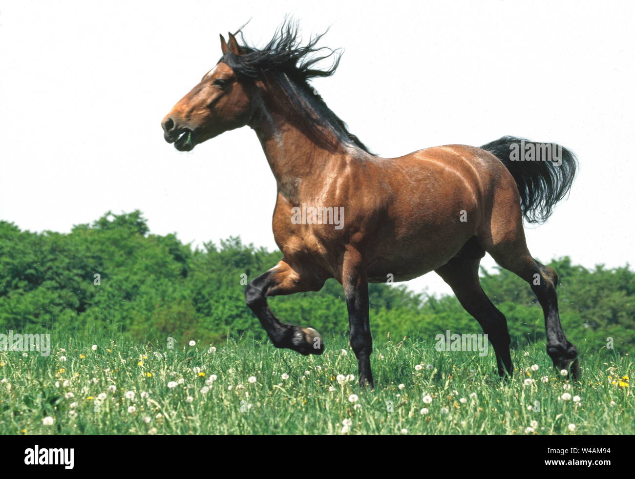 WELSH COB CAVALLI Foto Stock