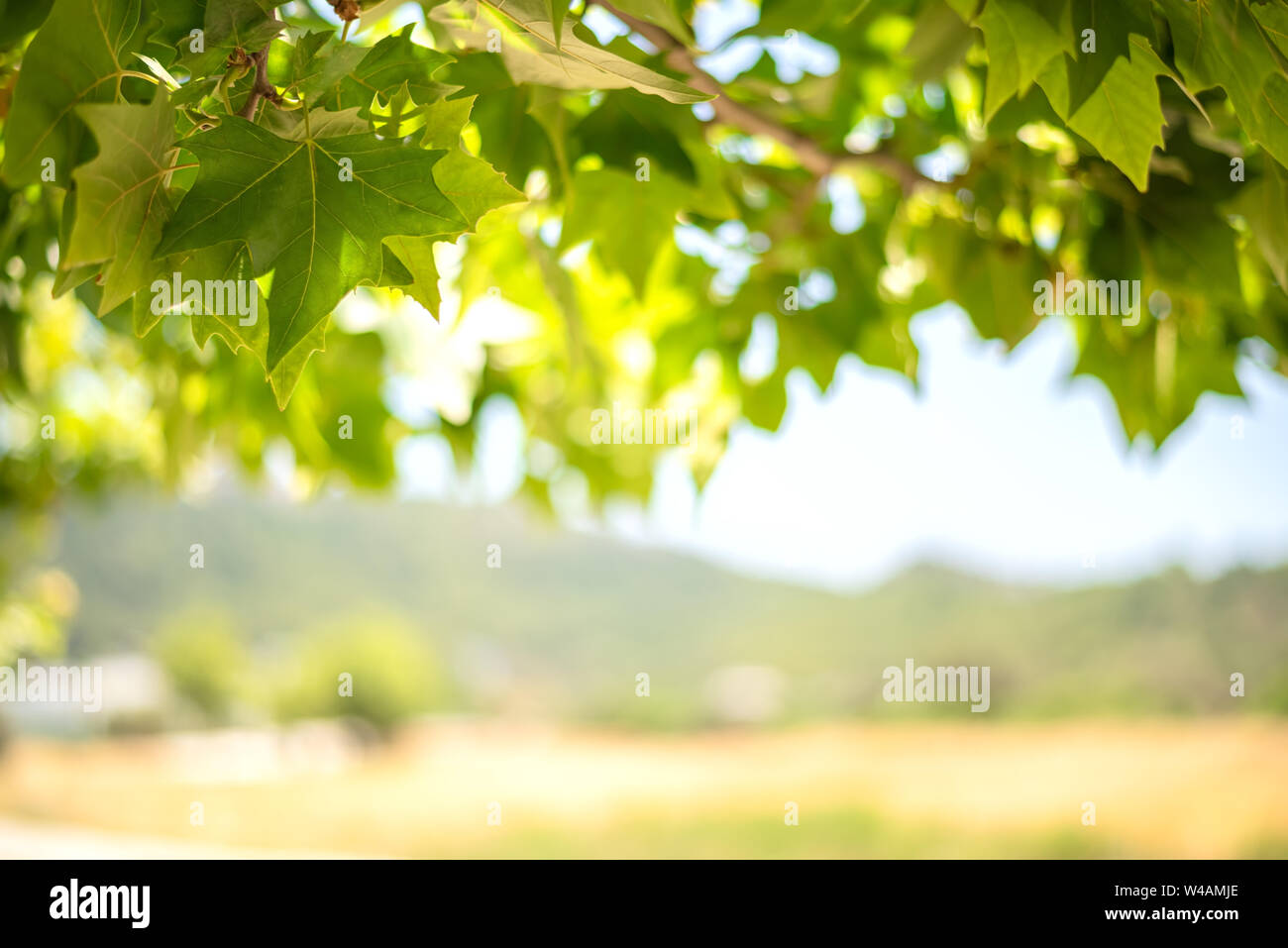 Sfondo verde di foglie e di acero frutti nella giornata di sole Foto Stock