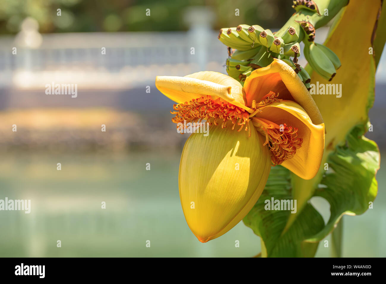 Fiore di fioritura di banana e piccoli frutti di colore verde in un giardino estivo Foto Stock