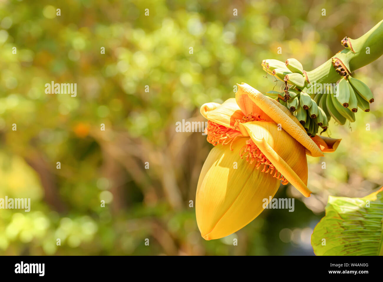 Fiore di fioritura di banana e piccoli frutti di colore verde in un giardino estivo Foto Stock
