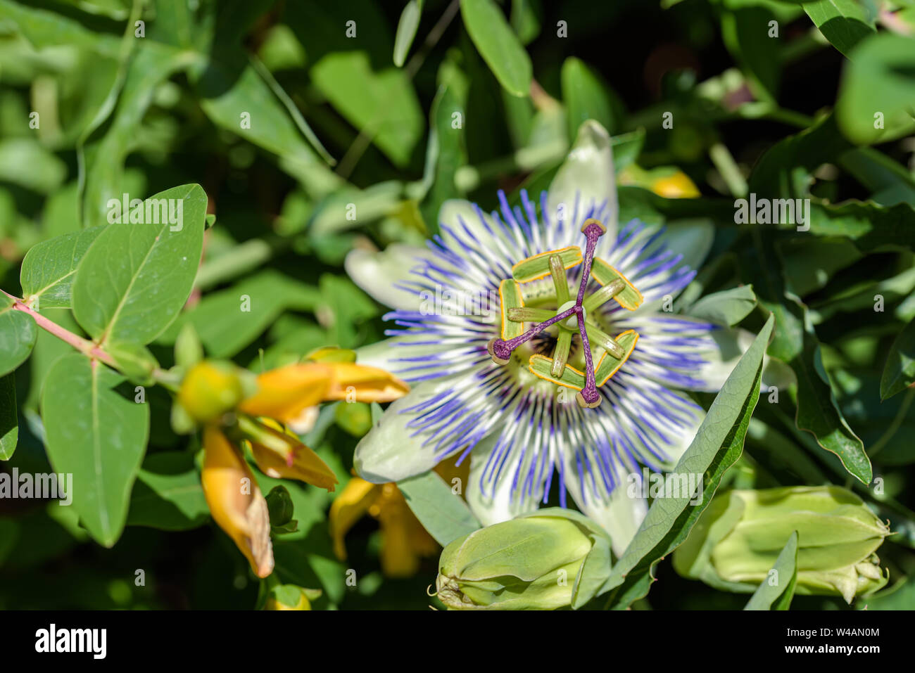 I fiori della pianta del sud di passiflora viola close up Foto Stock