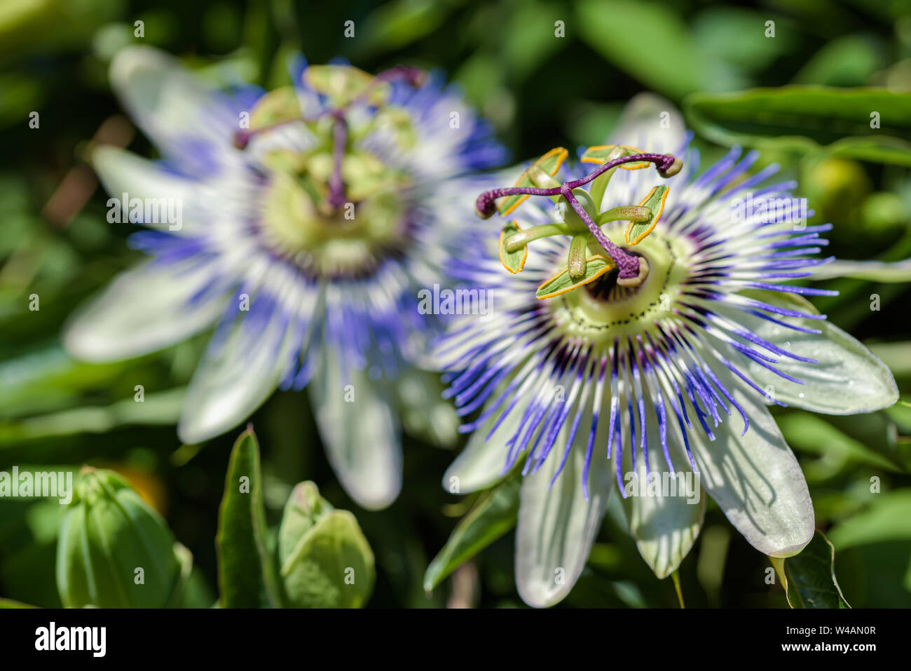 I fiori della pianta del sud di passiflora viola close up Foto Stock