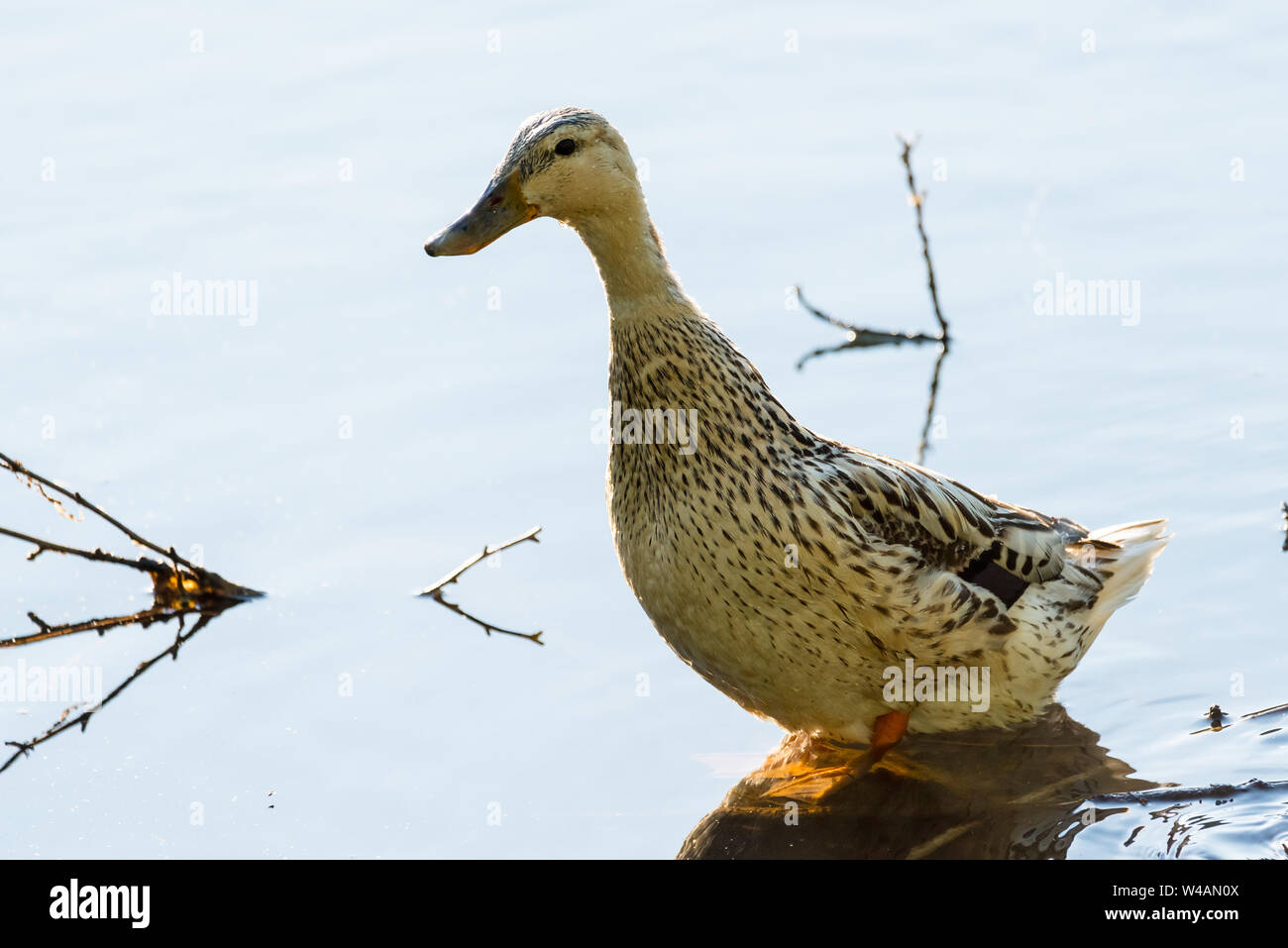 Una femmina di Mallard duck con Leucism, una parziale perdita di pigmentazione. Foto Stock