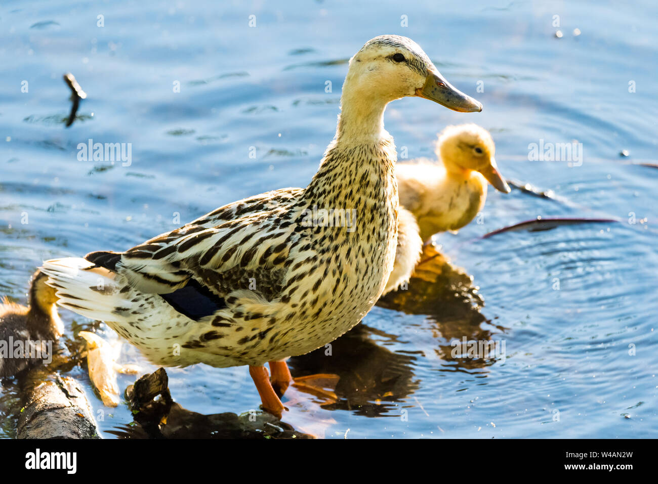 Una femmina di Mallard duck con Leucism, una parziale perdita di pigmentazione, permanente e custodire il suo bebè. Foto Stock