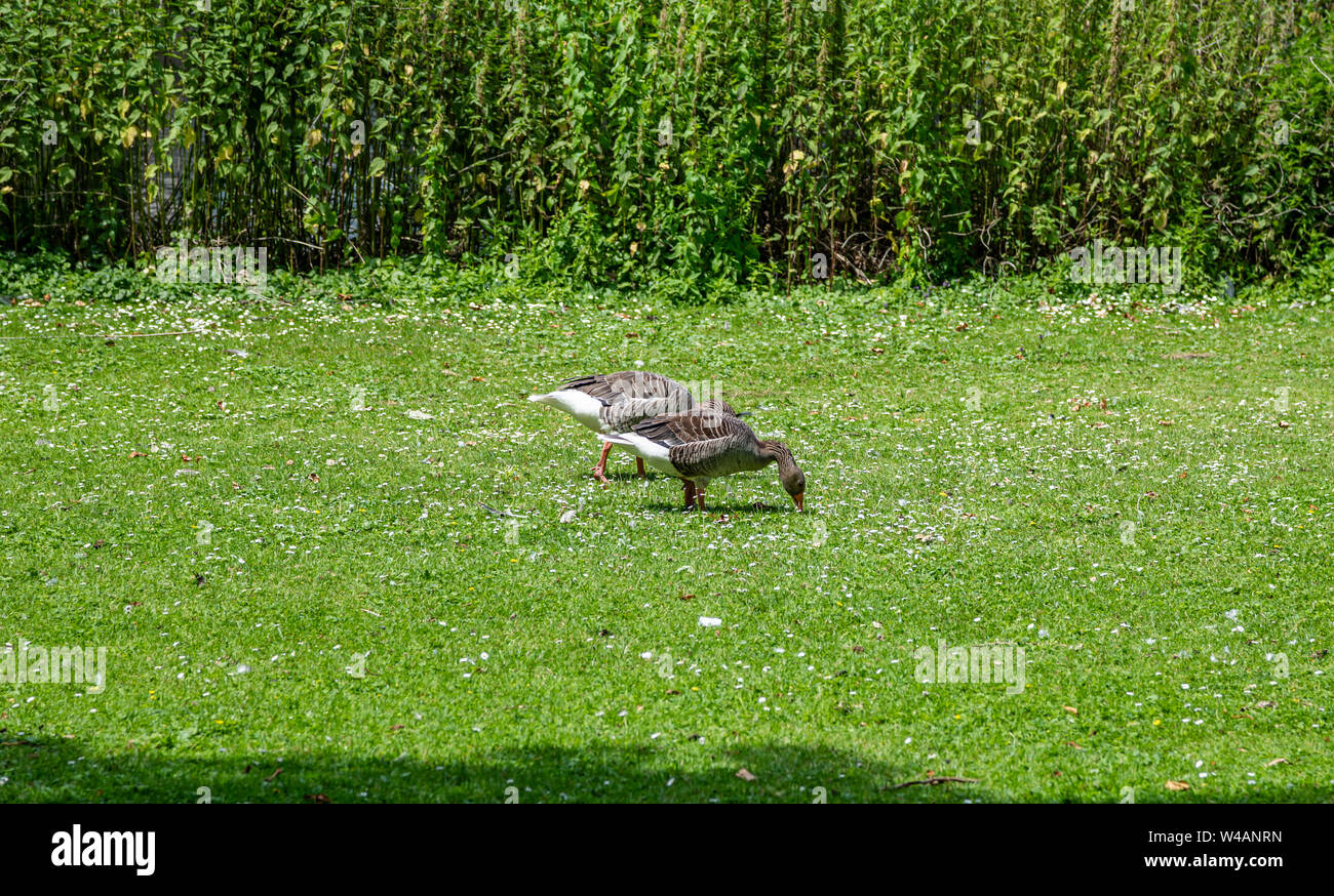 Femmina marrone anatre sull'erba in cerca di cibo, soleggiata giornata estiva a Rotterdam Foto Stock