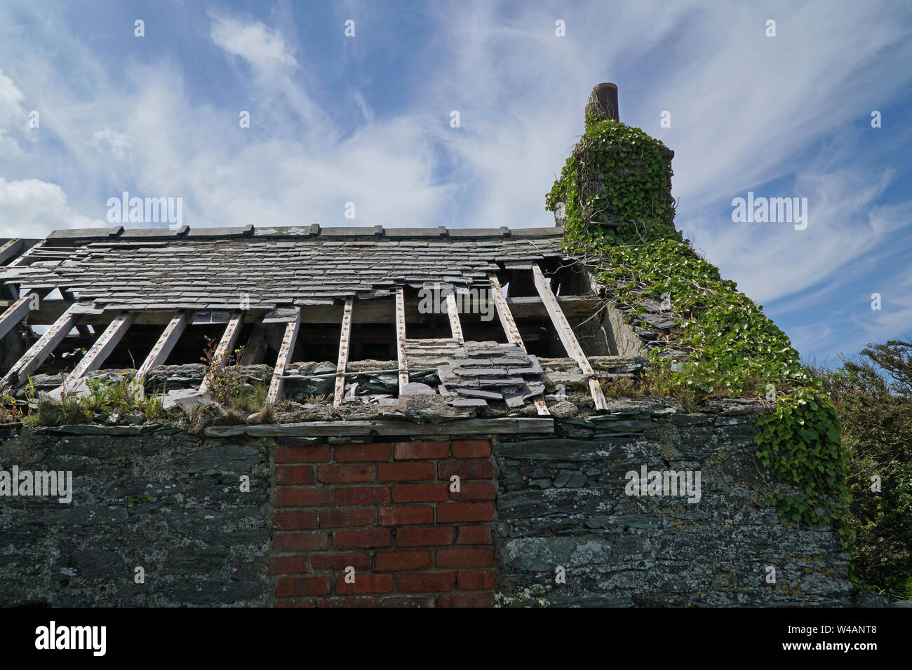 Un cottage abbandonati con liste mancanti dal tetto e coperto di edera pareti e camino Foto Stock