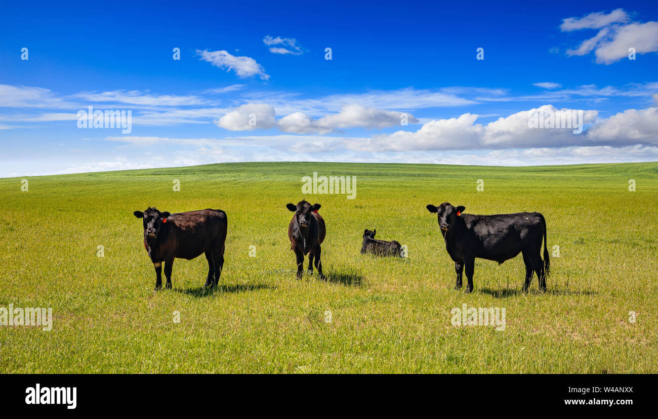 Il Black Angus mucche in campagna. Cattles in un pascolo, guardando la telecamera, campo verde, cielo blu chiaro in una soleggiata giornata di primavera, Texas, Stati Uniti d'America. Foto Stock