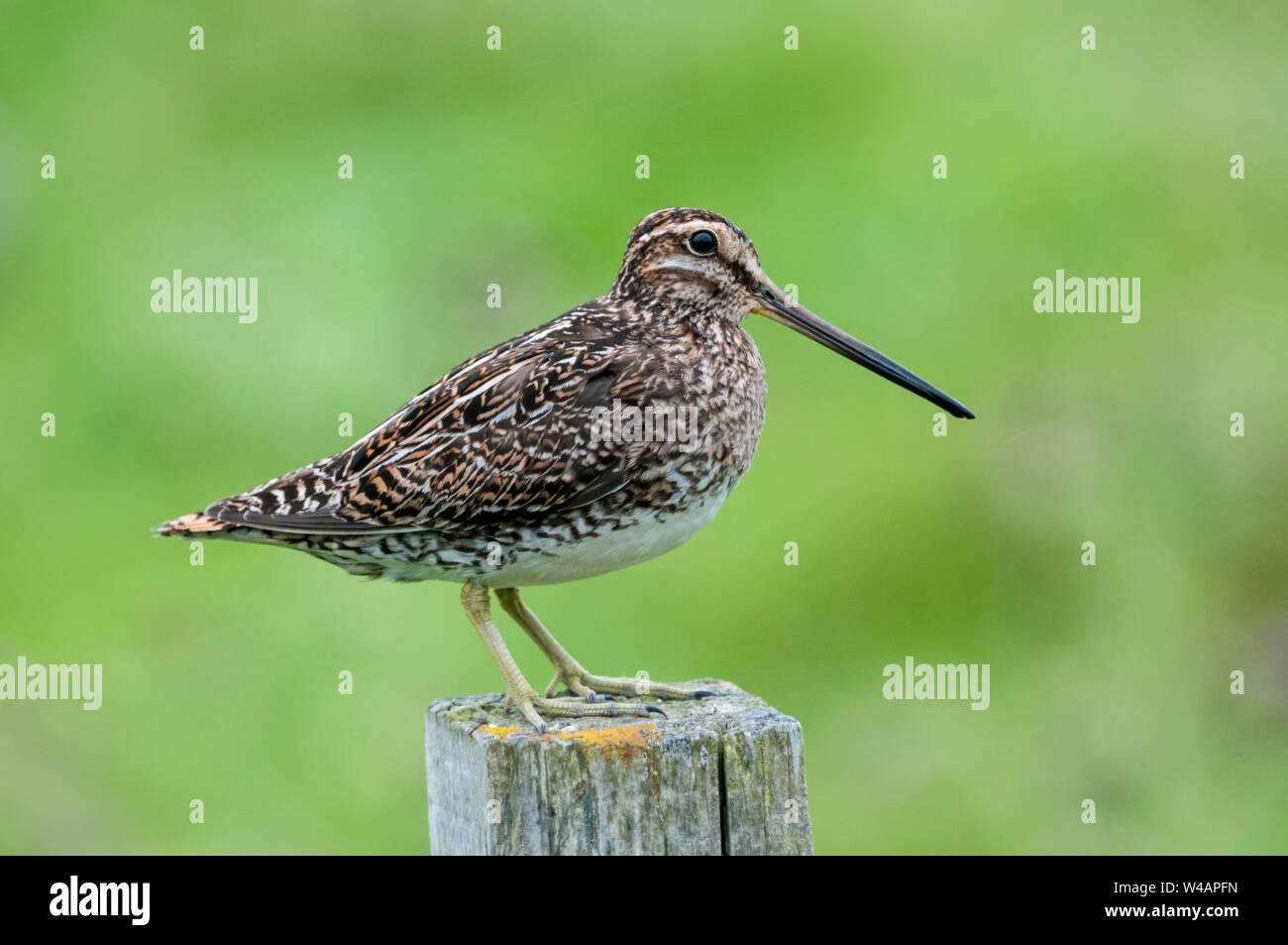 Snipe, Gallinago gallinago in piedi sul palo da recinzione. Foto Stock