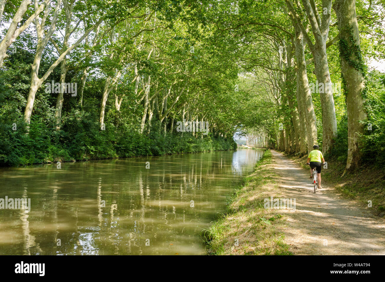 Ciclista sulla strada alzaia del Canal du Midi, Francia, escursioni in bicicletta tra il viale di platani su entrambi i lati del canale Foto Stock