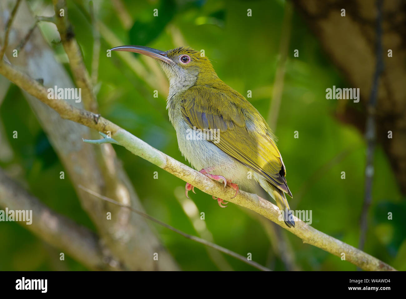 Grigio-breasted Spiderhunter - Arachnothera affinis bird in Nectariniidae, trovati in Brunei, Indonesia, Malesia, Myanmar, Singapore, Thailandia, Vietnam. Foto Stock