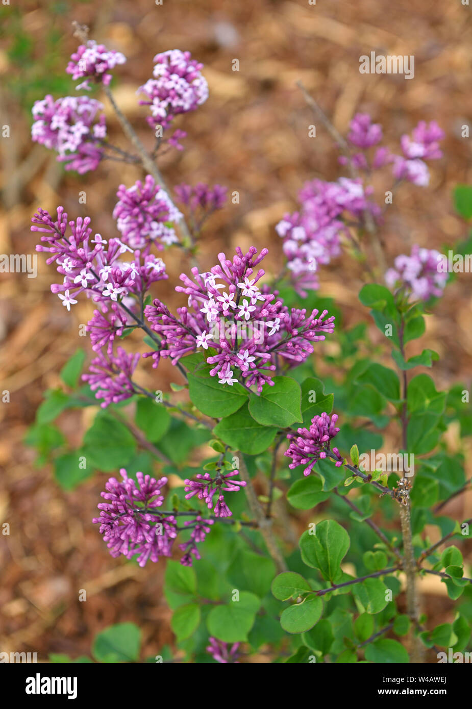 Syringa vulgaris (lilla o lilla comuni), specie di pianta flowering in famiglia oliva Oleaceae | Piante ornamentali Foto Stock