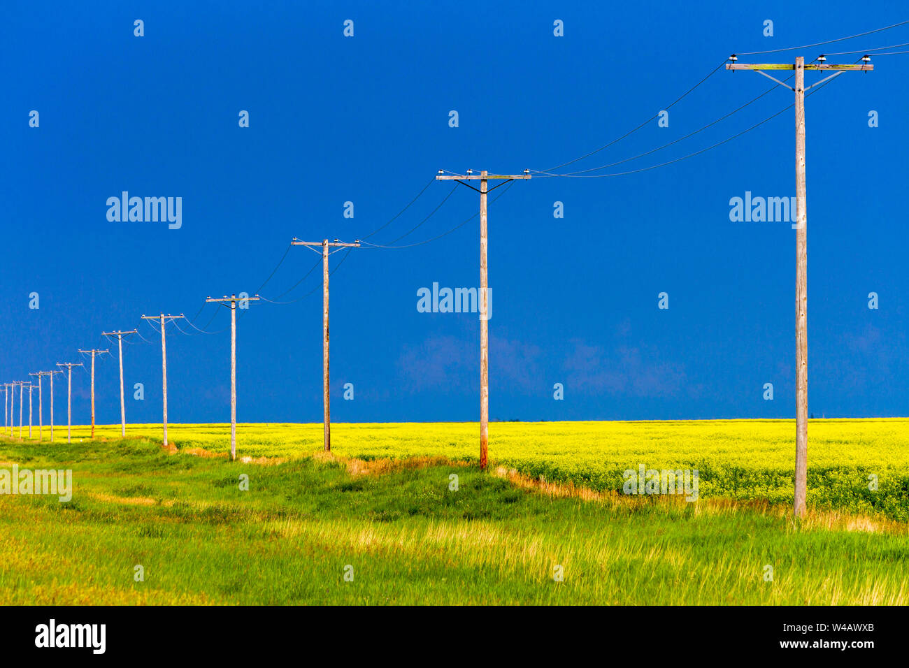 Legno pali del telefono in una fila in un giallo canola field nelle praterie canadesi. Foto Stock