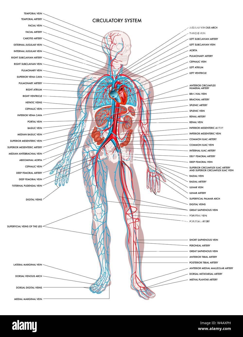 Etichettati diagramma che mostra i dettagli del corpo umano il sistema circolatorio. Illustrazione Vettoriale