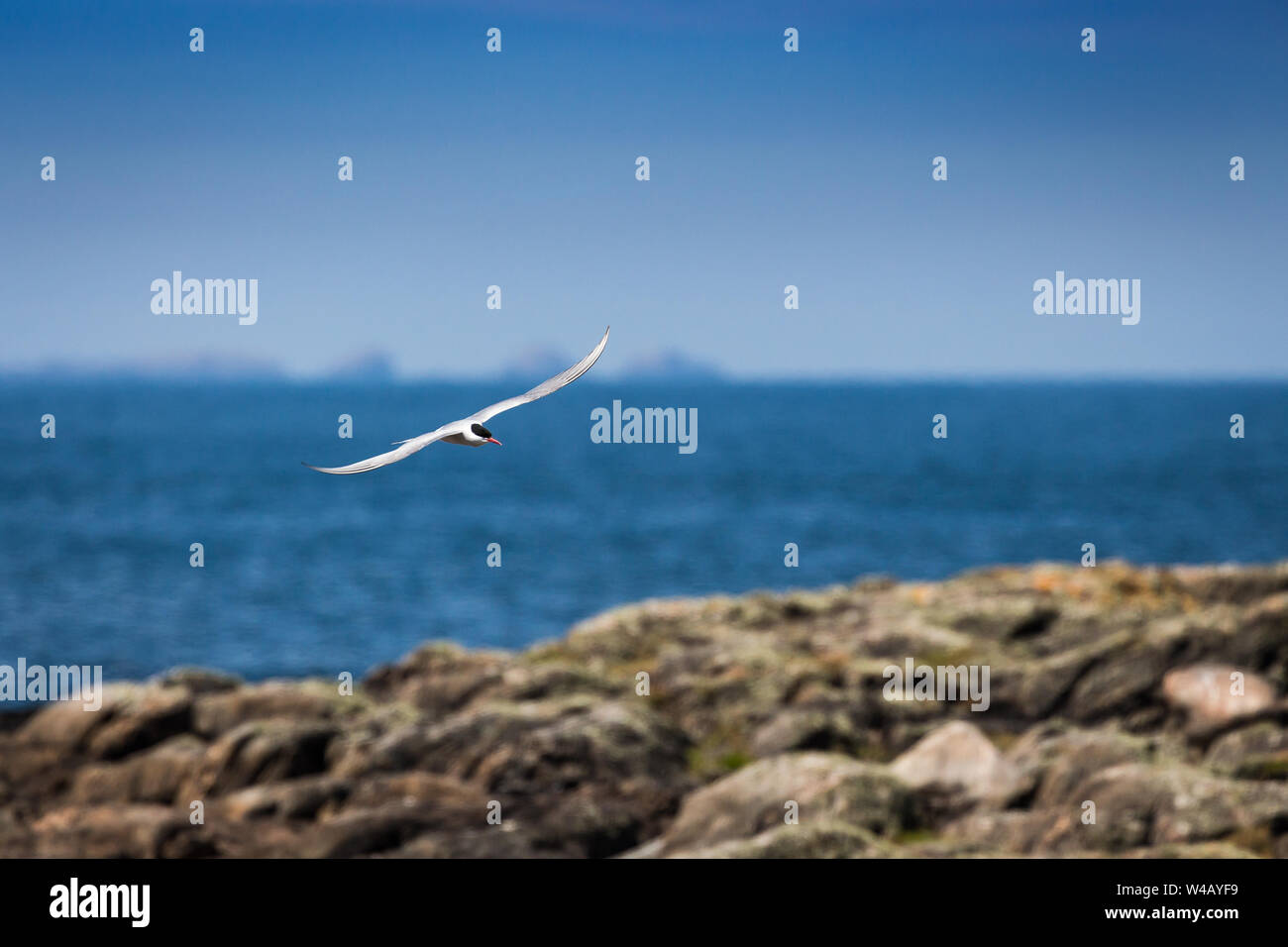 Arctic Tern sorvolano North Uist, Scozia Foto Stock