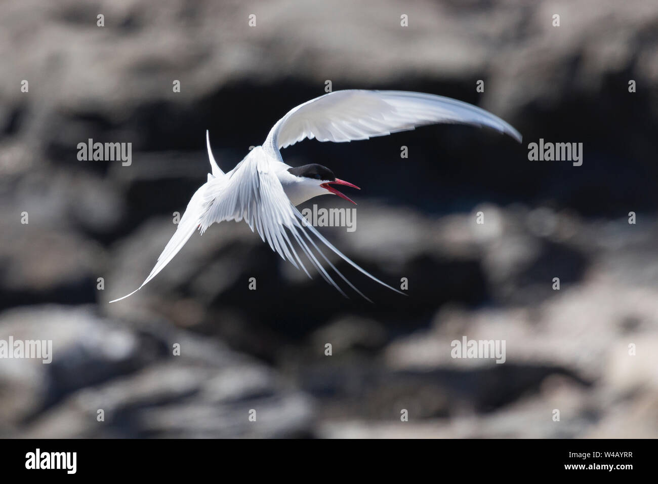 Arctic Tern, North Uist, Scozia Foto Stock