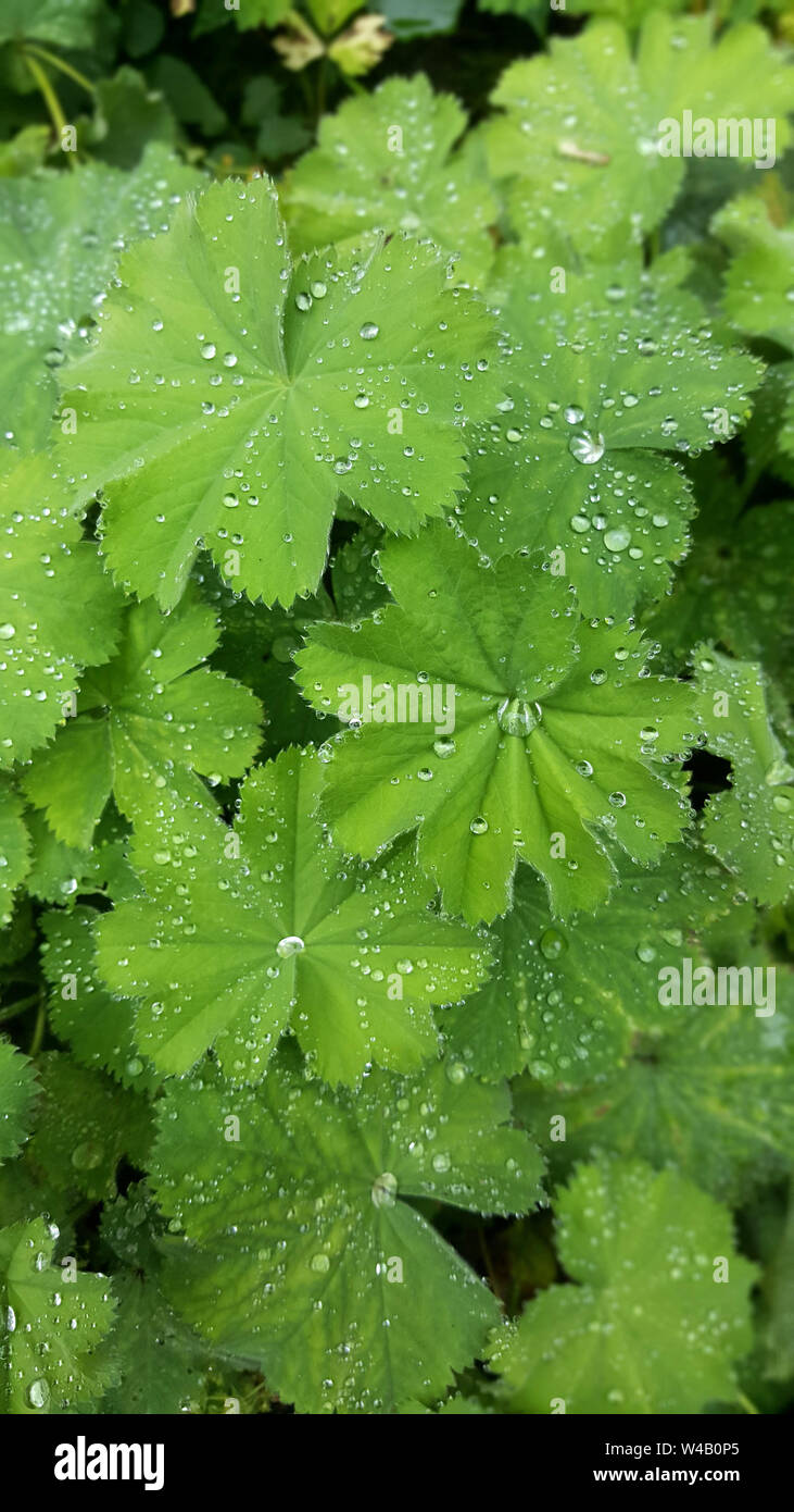 Alchemilla Mollis con gocce d'acqua sulle foglie verdi Foto Stock