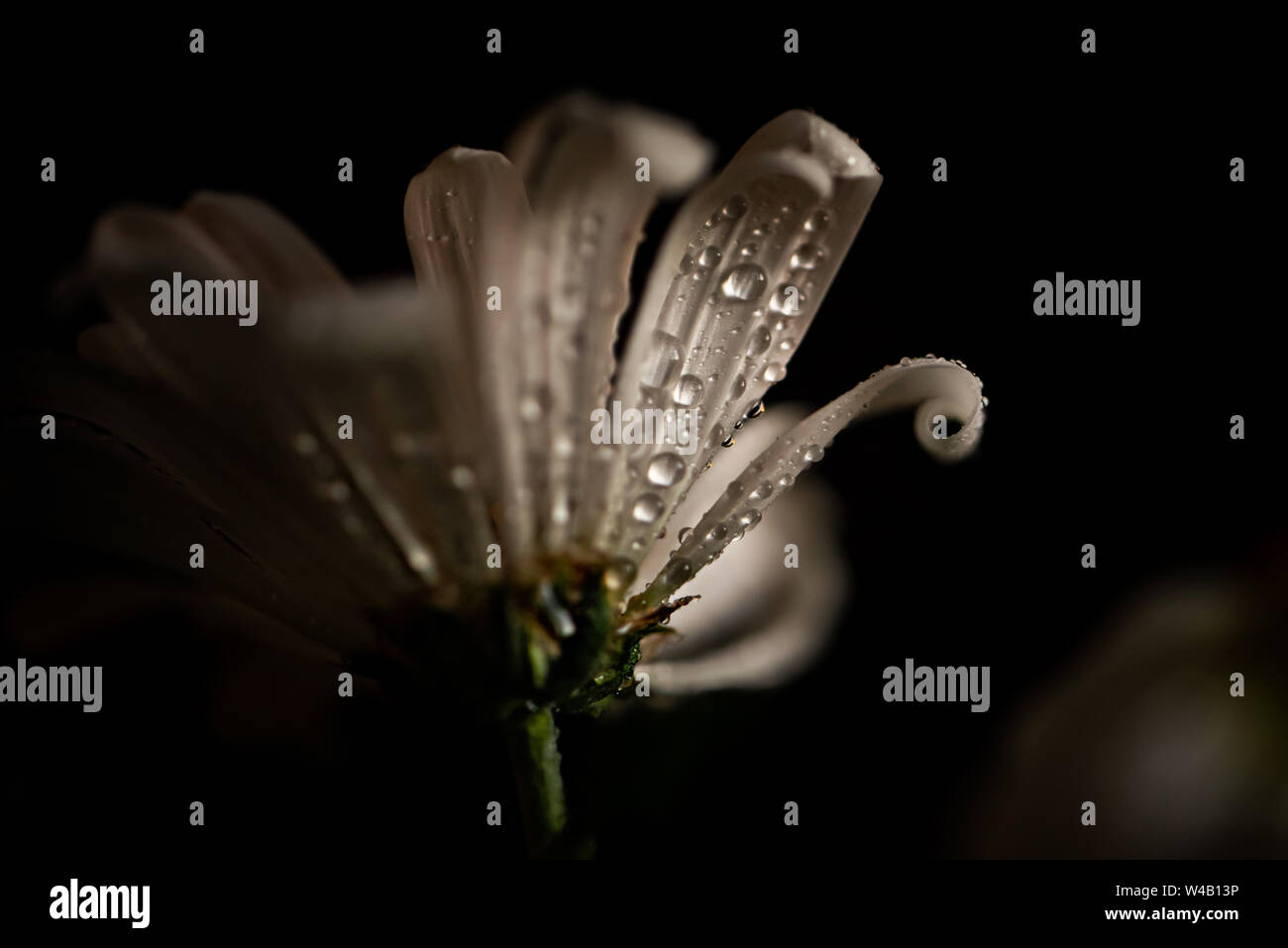 CLOSE UP fiore bianco con dettagli di acqua Foto Stock